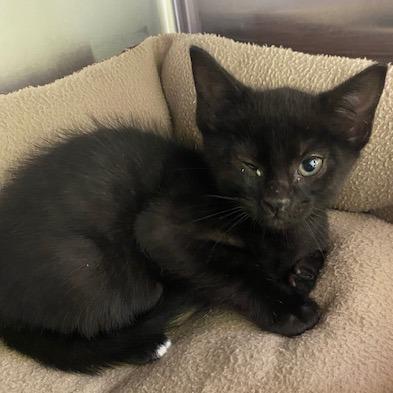 Enlarge Plankton, a Adoptable Domestic Short Hair in Emporia, KS image 4/6