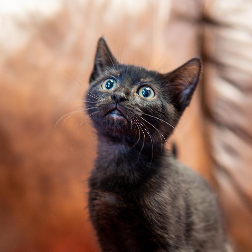 Enlarge Plankton, a Adoptable Domestic Short Hair in Emporia, KS image 5/6