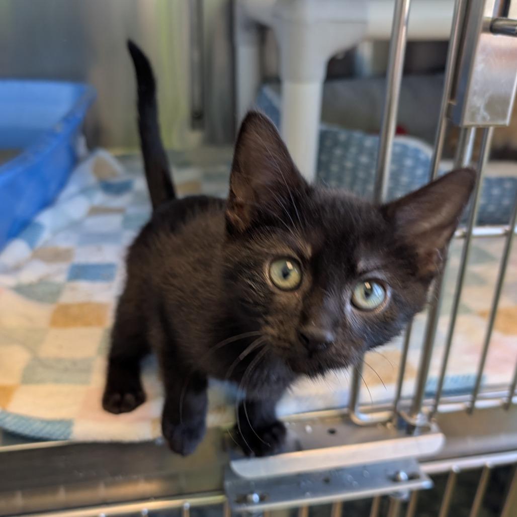 Enlarge Plankton, a Adoptable Domestic Short Hair in Emporia, KS image 6/6