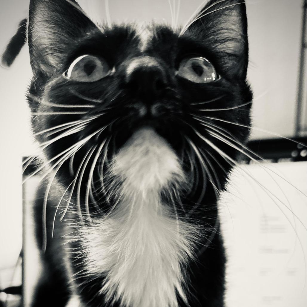 Enlarge Lavender, a Adoptable Domestic Short Hair in Denver, CO image 2/4