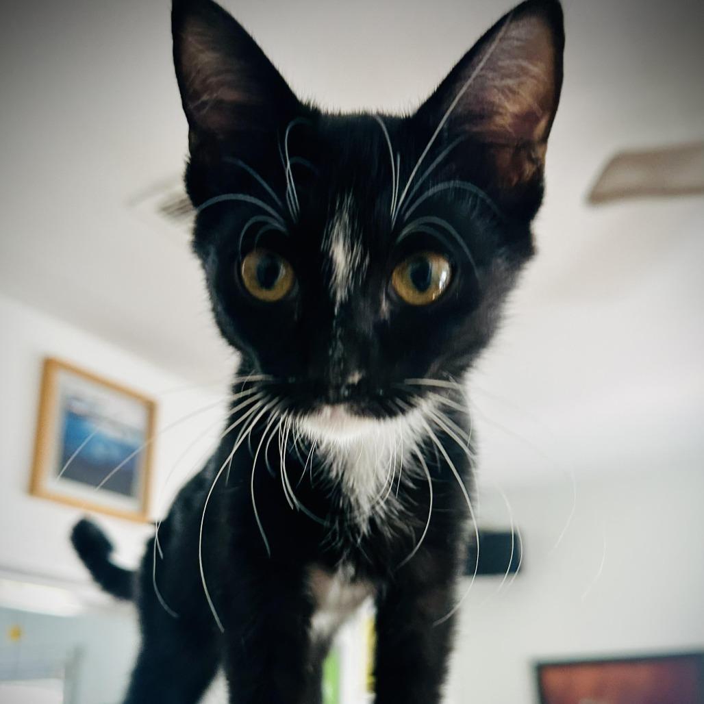 Enlarge Lavender, a Adoptable Domestic Short Hair in Denver, CO image 3/4