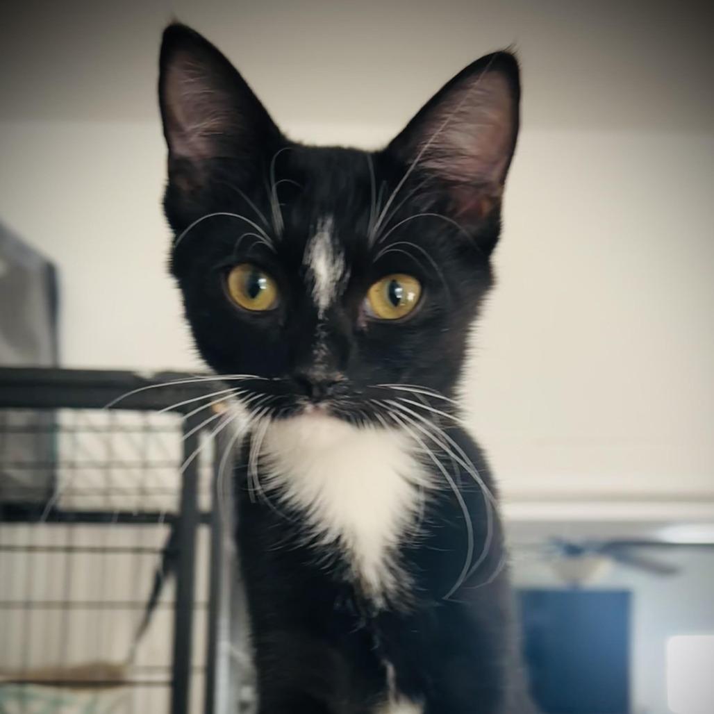 Enlarge Lavender, a Adoptable Domestic Short Hair in Denver, CO image 1/4