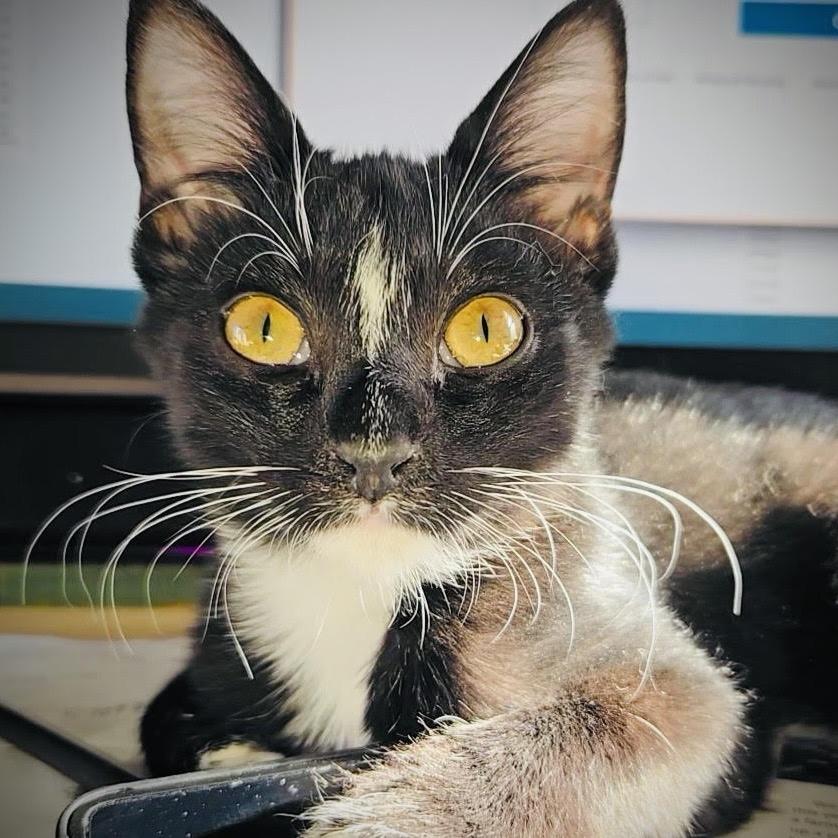 Enlarge Lavender, a Adoptable Domestic Short Hair in Denver, CO image 4/4