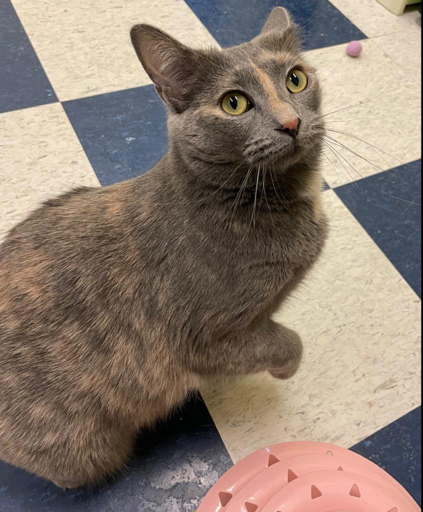 LA TART, Adopted, Young Female Domestic Short Hair.