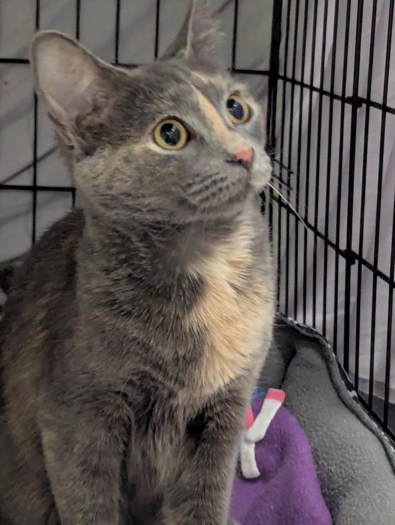 Enlarge LA TART, a Adopted mixed breed in Muskegon, MI image 3/5