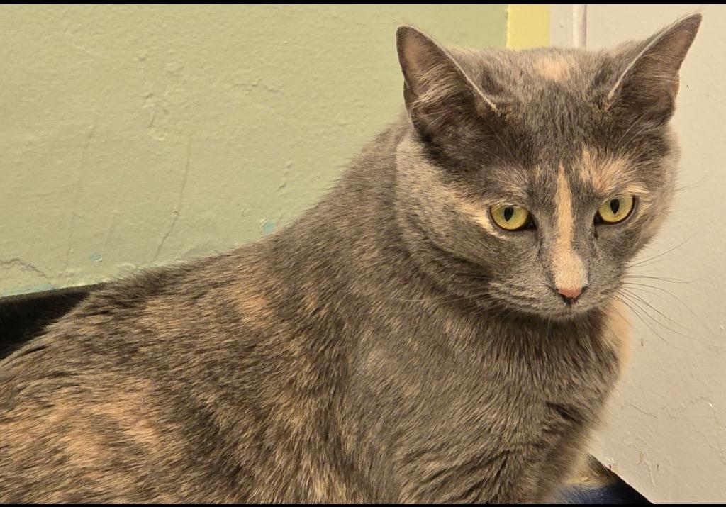 Enlarge LA TART, a Adopted mixed breed in Muskegon, MI image 4/5