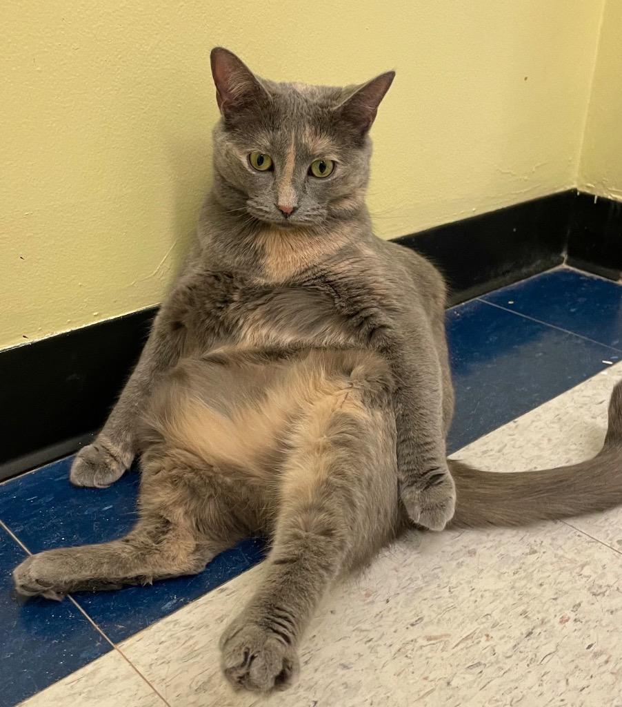 Enlarge LA TART, a Adopted mixed breed in Muskegon, MI image 5/5