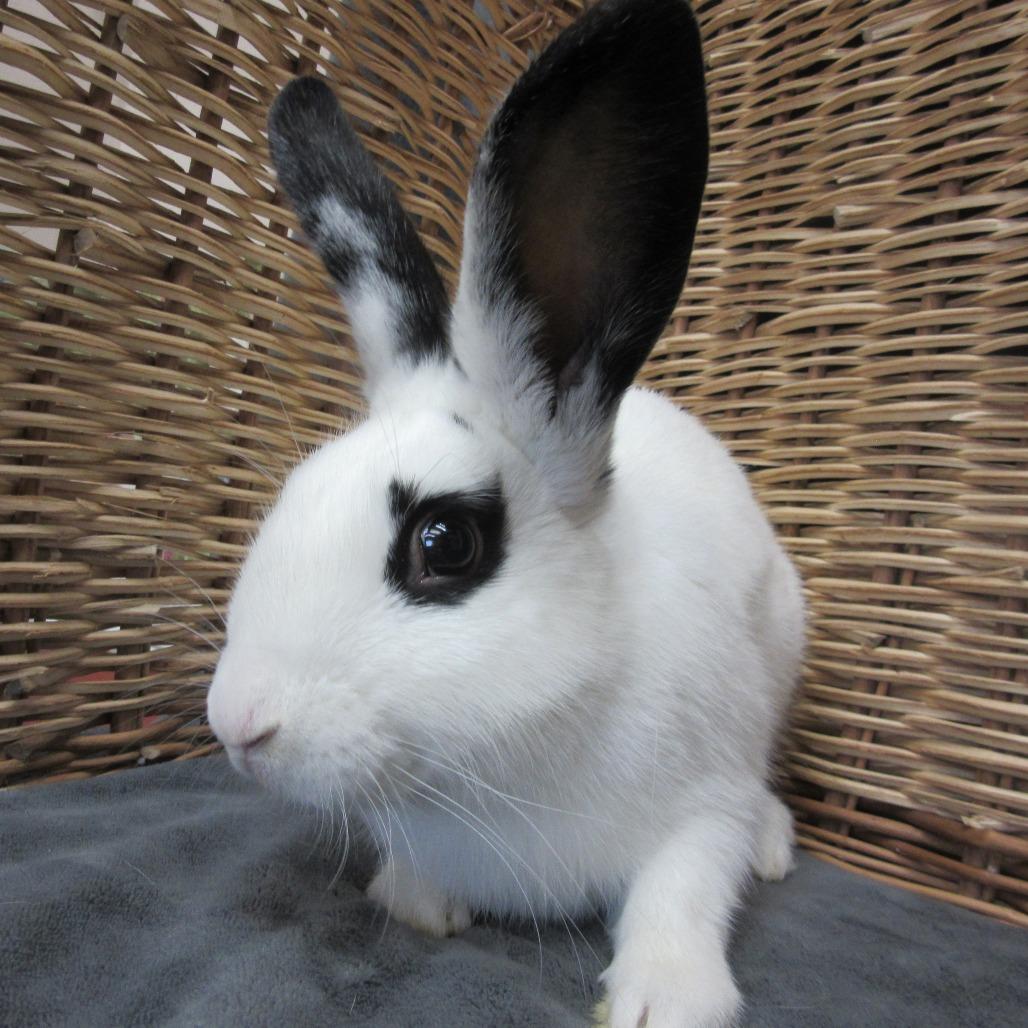 Parsley, Adoptable, Young Male Bunny Rabbit.