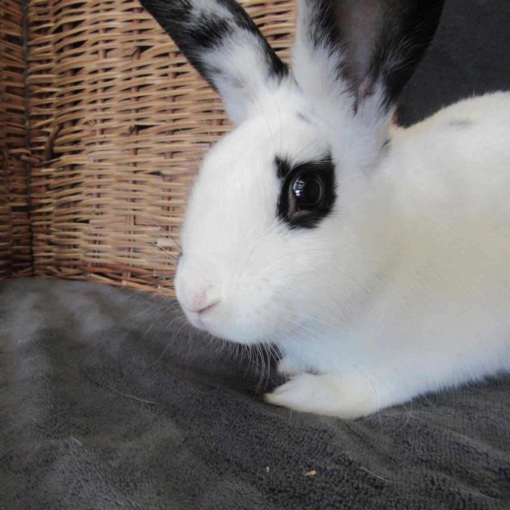 Enlarge Parsley, a Adoptable Bunny Rabbit in Newport, PA image 2/4
