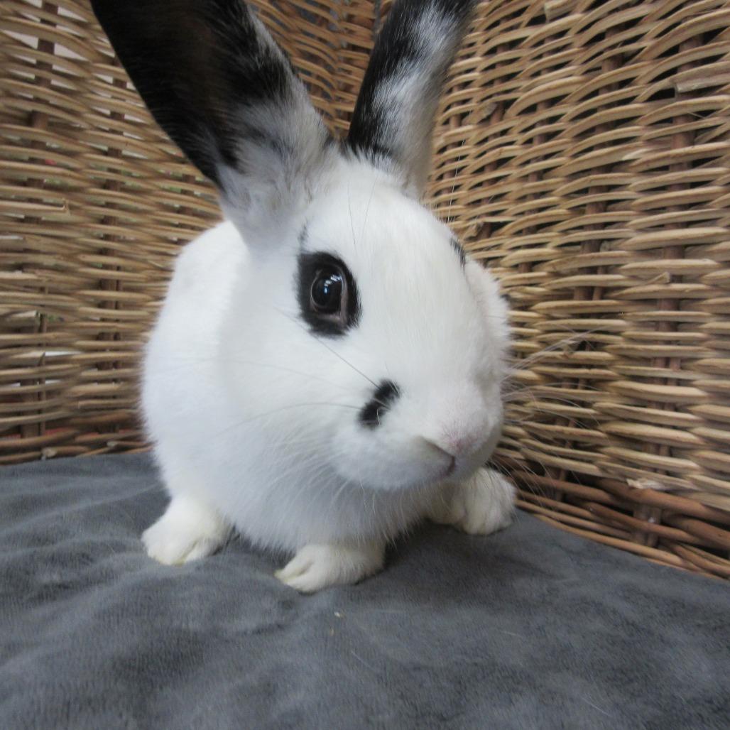 Enlarge Parsley, a Adoptable Bunny Rabbit in Newport, PA image 3/4