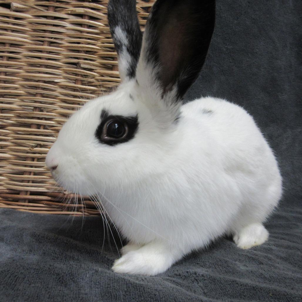 Enlarge Parsley, a Adoptable Bunny Rabbit in Newport, PA image 4/4