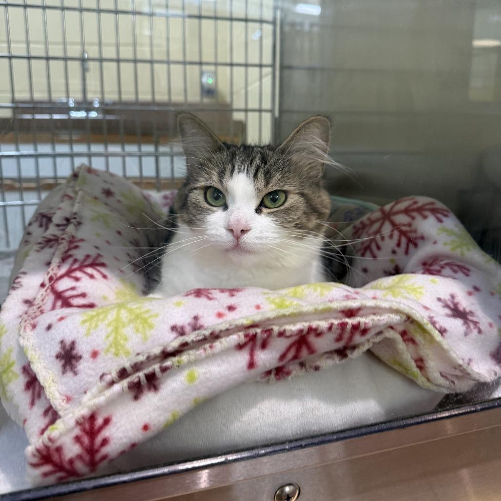 Willow, Adoptable, Adult Female Domestic Short Hair.