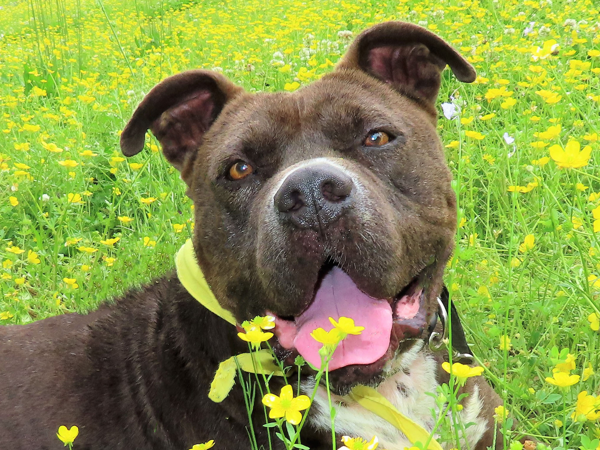 Care Baer 6374, Adoptable, Young Male Pit Bull Terrier & Mixed Breed.