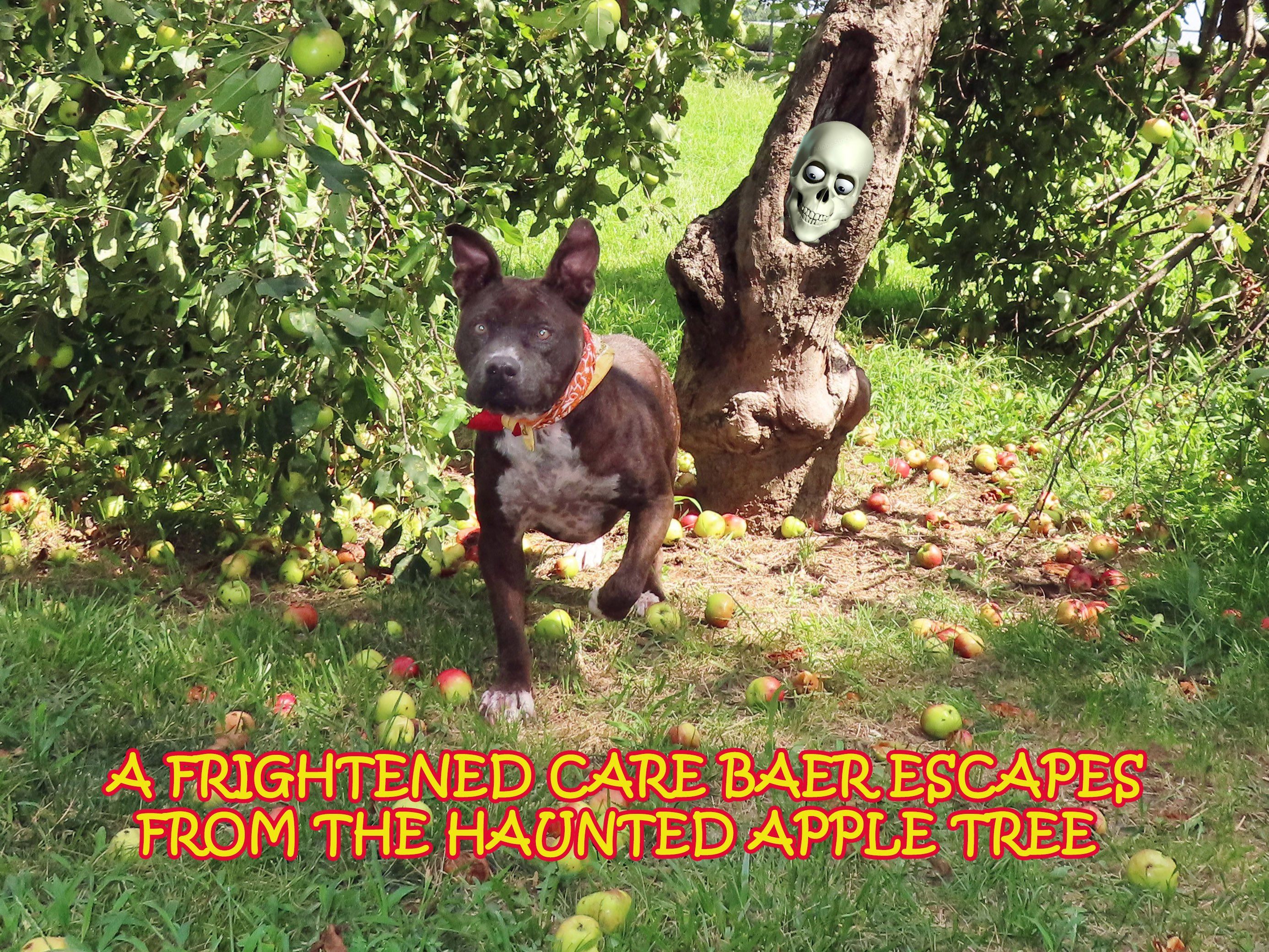 Care Baer 6374, a Adoptable mixed breed in Rogers, AR image 3/7