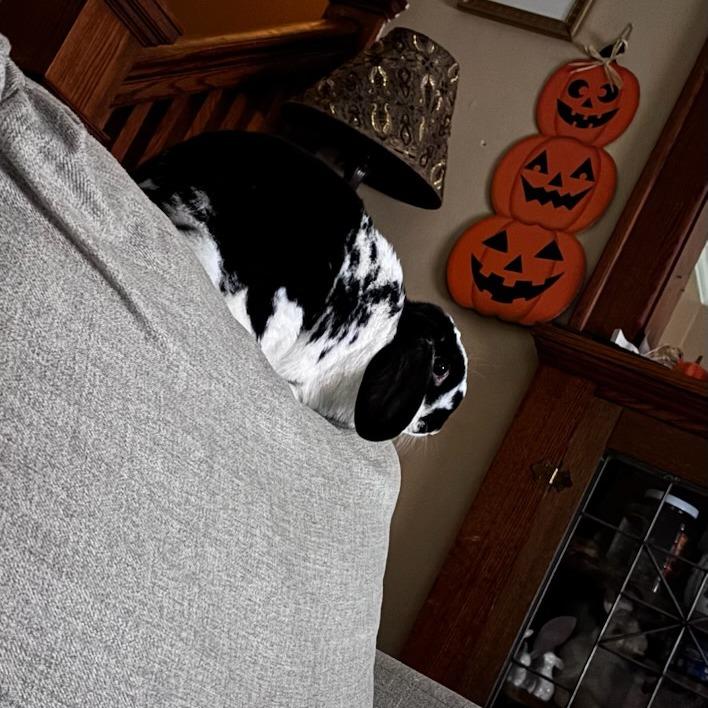 Alice--In Foster, Adoptable, Adult Female Holland Lop.