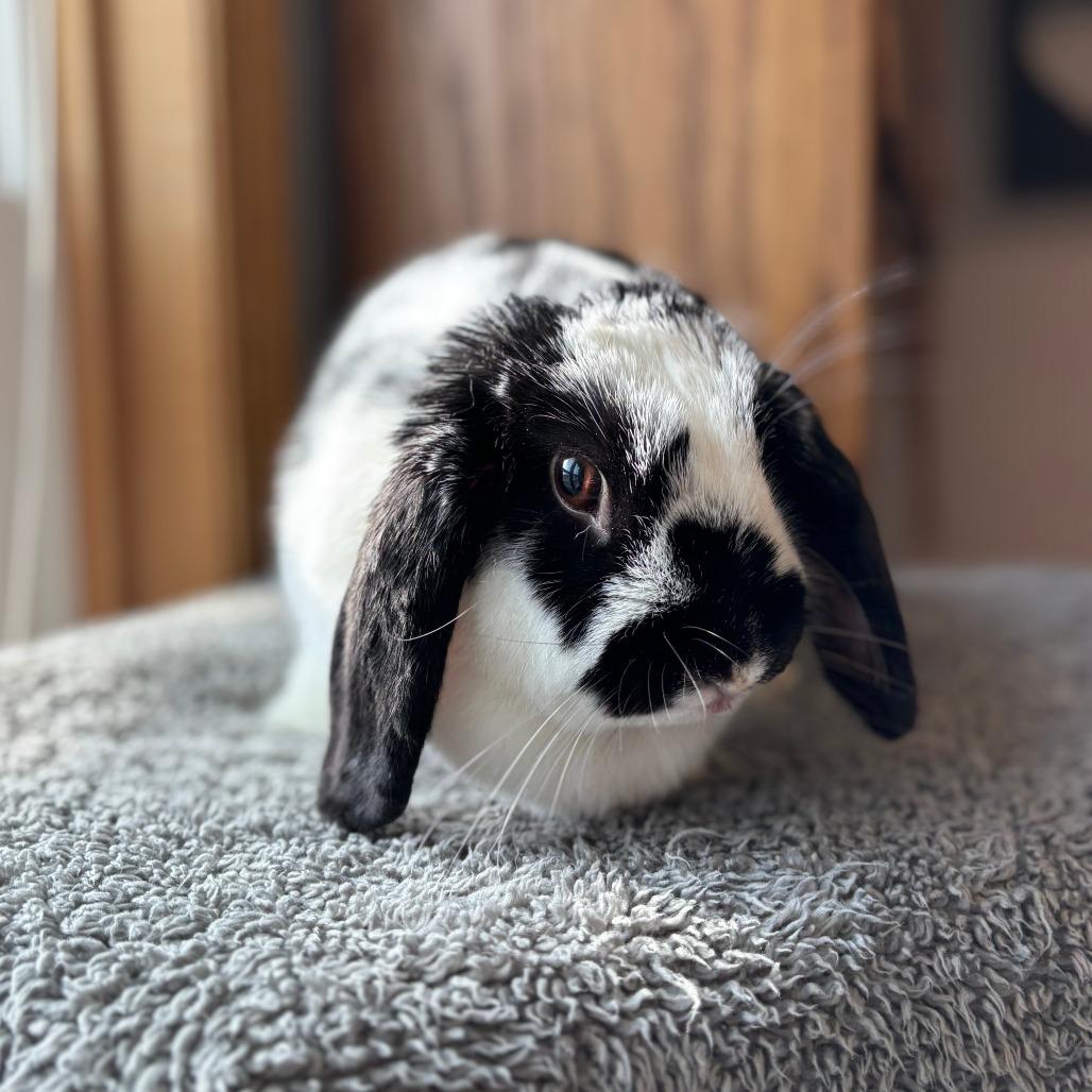 Alice--In Foster, a Adoptable Holland Lop in Fargo, ND image 2/5