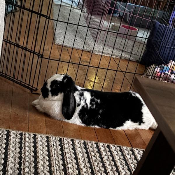 Alice--In Foster, a Adoptable Holland Lop in Fargo, ND image 3/5
