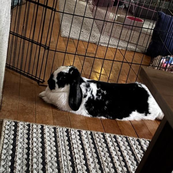 Alice--In Foster, a Adoptable Holland Lop in Fargo, ND image 4/5