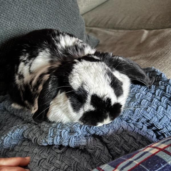 Alice--In Foster, a Adoptable Holland Lop in Fargo, ND image 5/5