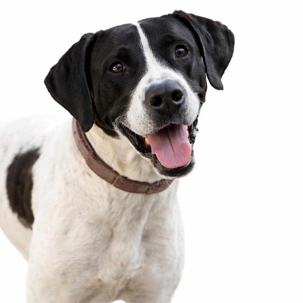 Milo, Adoptable, Adult Male Hound.