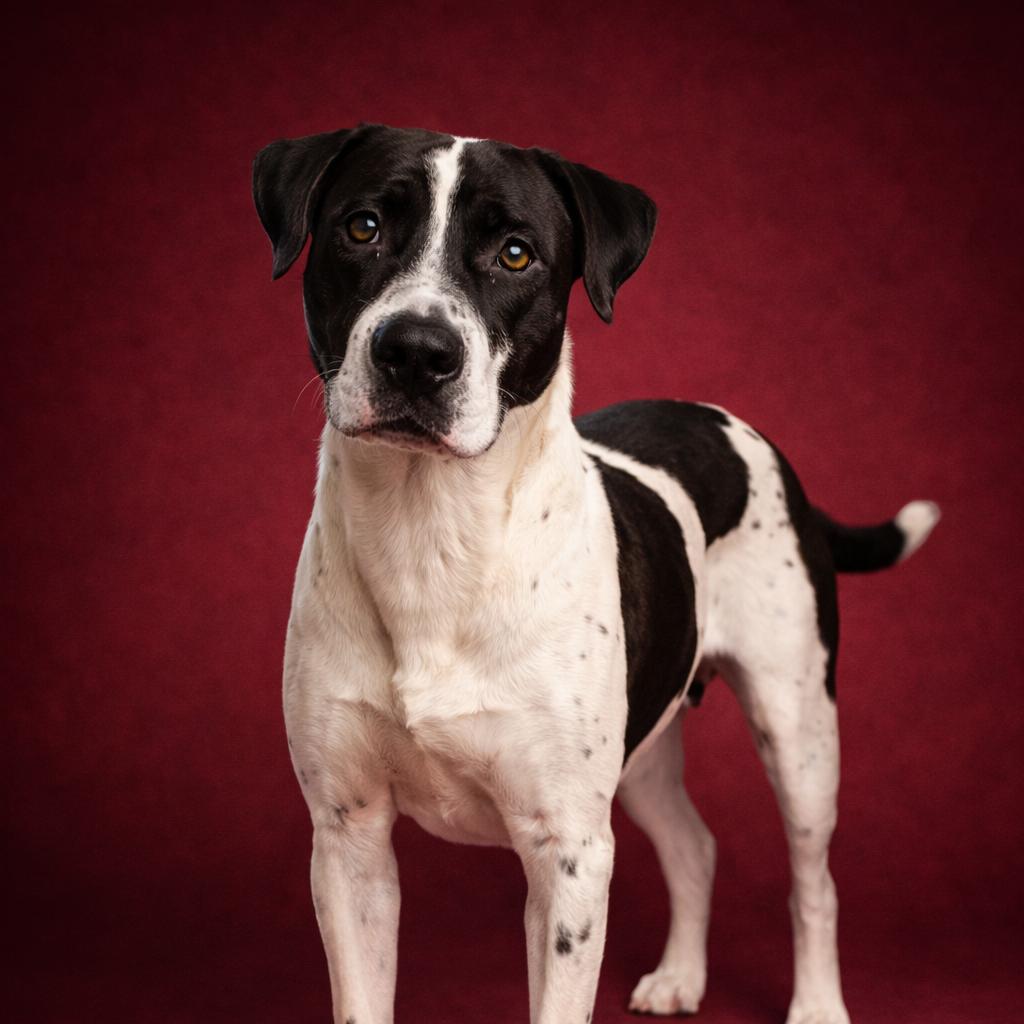 Enlarge Milo, a Adoptable mixed breed in Morganton, NC image 2/3