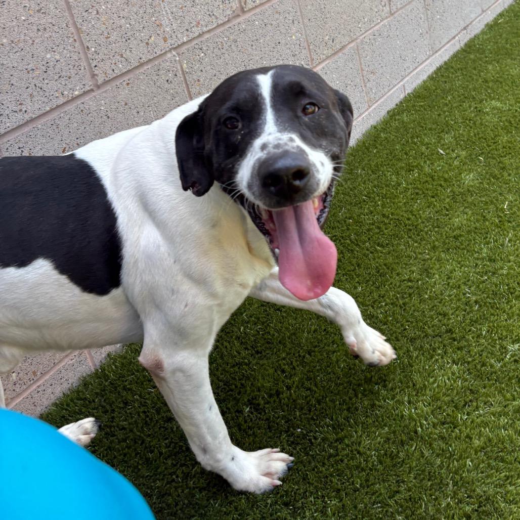 Enlarge Milo, a Adoptable mixed breed in Morganton, NC image 3/6