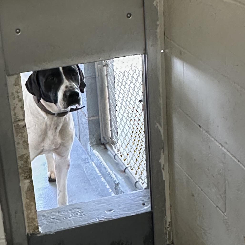 Enlarge Milo, a Adoptable mixed breed in Morganton, NC image 3/3