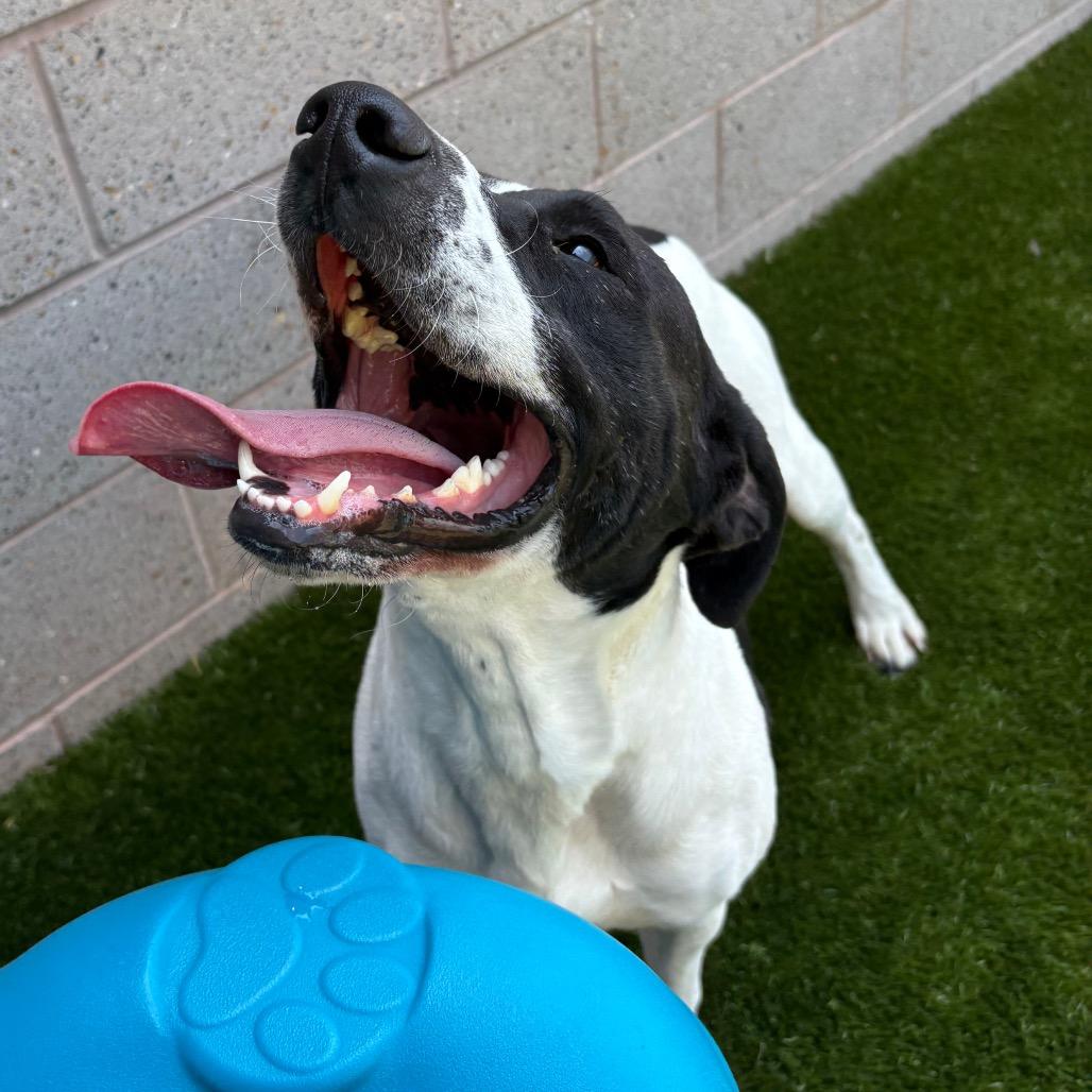 Enlarge Milo, a Adoptable mixed breed in Morganton, NC image 5/6