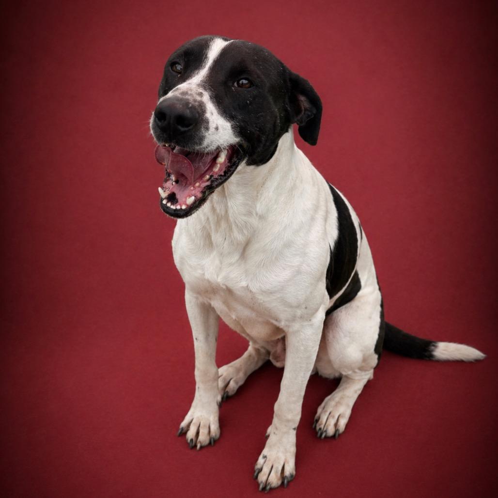 Enlarge Milo, a Adoptable mixed breed in Morganton, NC image 6/6