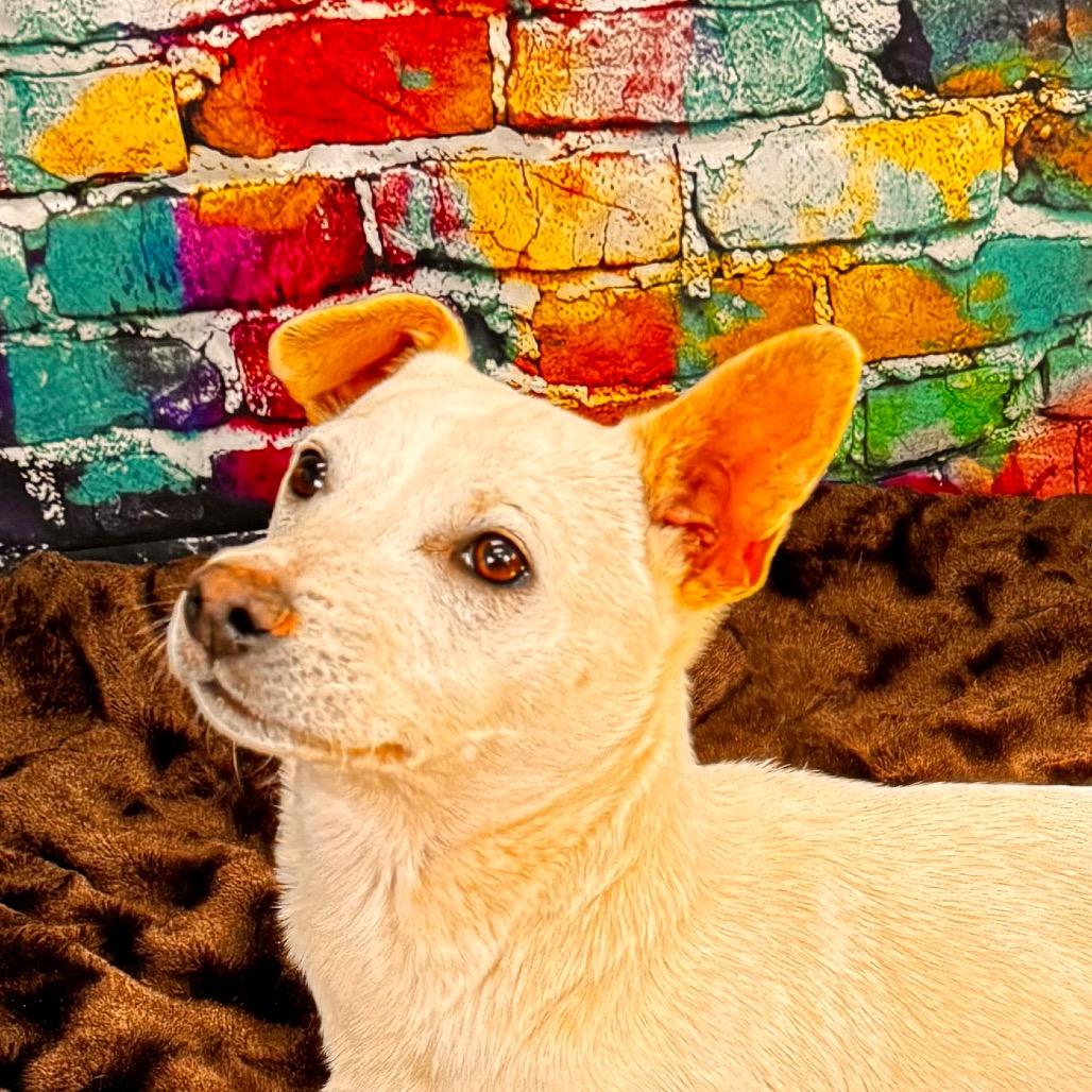 Ford, Adoptable, Adult Male Jack Russell Terrier.