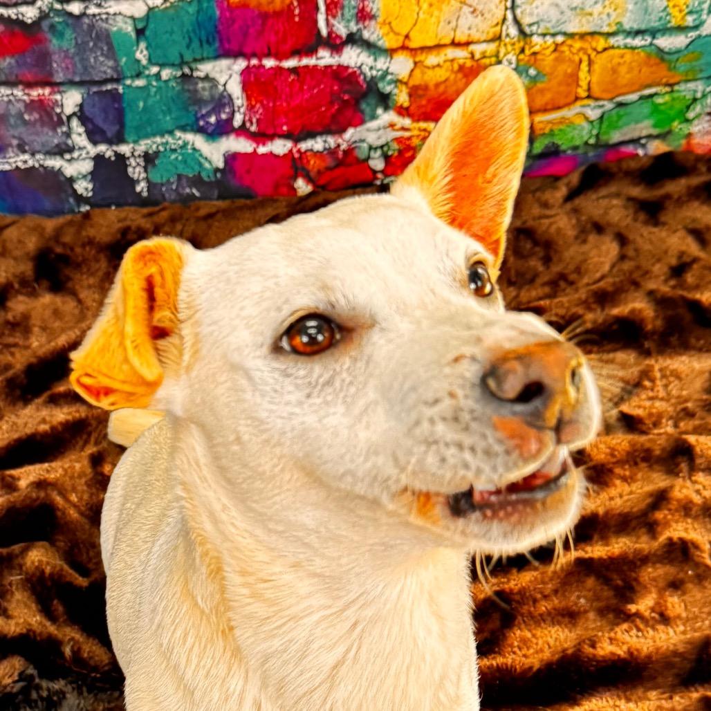 Enlarge Ford, a Adoptable mixed breed in Franklin, NC image 2/6