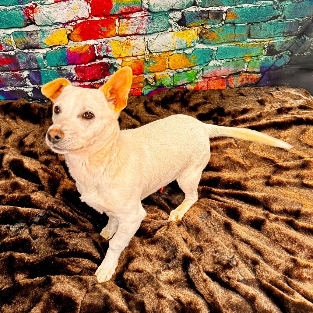 Enlarge Ford, a Adoptable mixed breed in Franklin, NC image 3/6