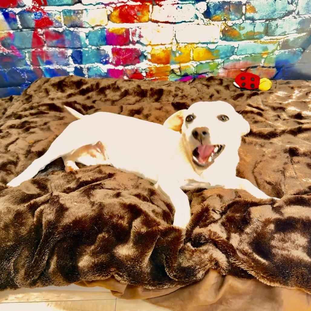 Enlarge Ford, a Adoptable mixed breed in Franklin, NC image 4/6