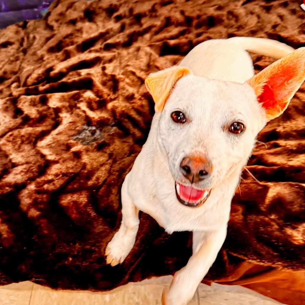 Enlarge Ford, a Adoptable mixed breed in Franklin, NC image 5/6