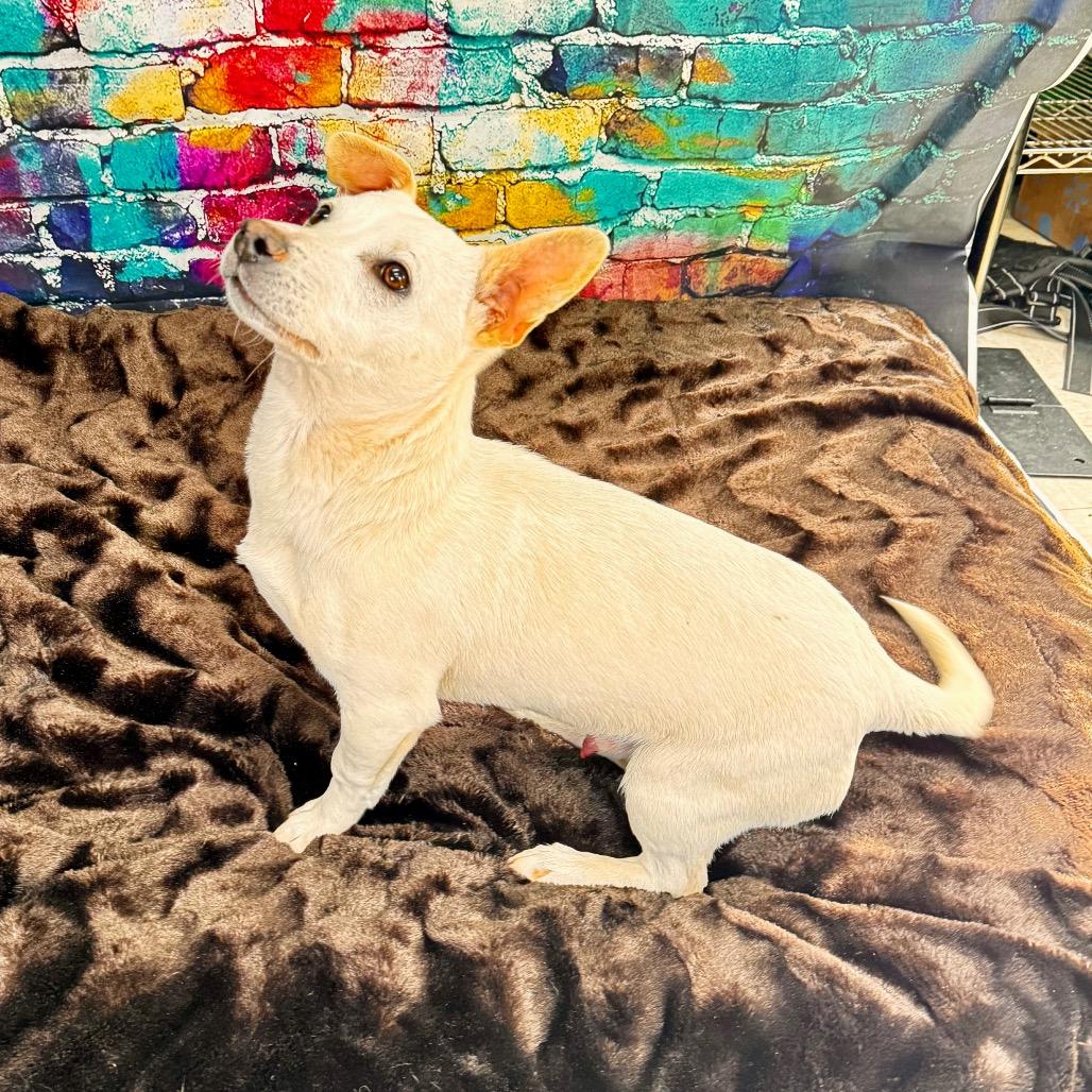 Enlarge Ford, a Adoptable mixed breed in Franklin, NC image 6/6