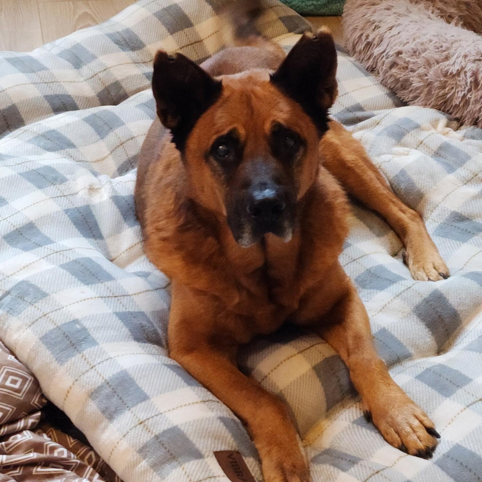 Winston, ADOPTABLE, Adult Male German Shepherd Dog.