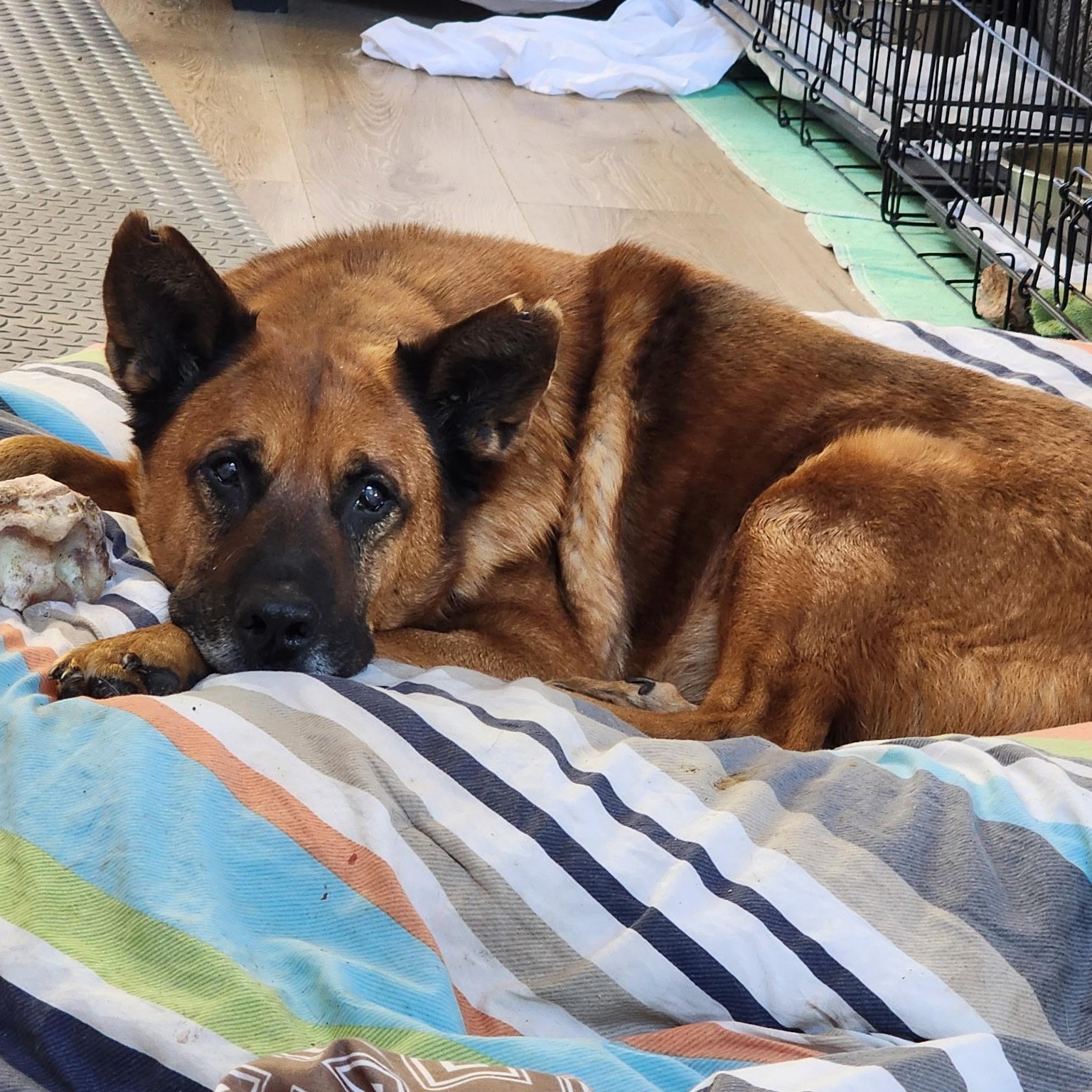 Enlarge Winston, a ADOPTABLE mixed breed in Brentwood, TN image 2/2