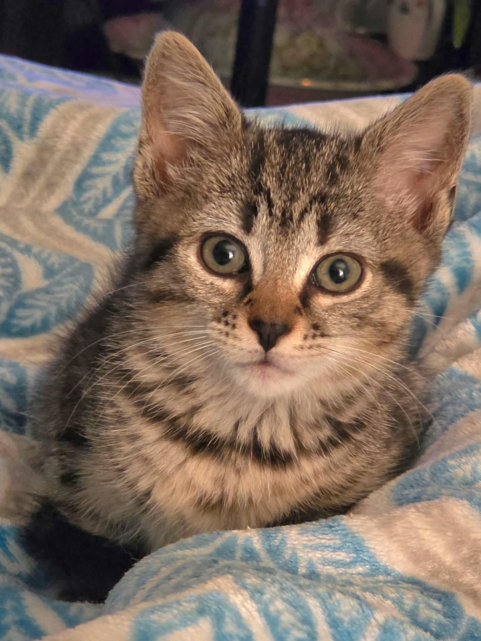 Enlarge Missy, a Adoptable Tabby in Granite Falls, NC image 1/6