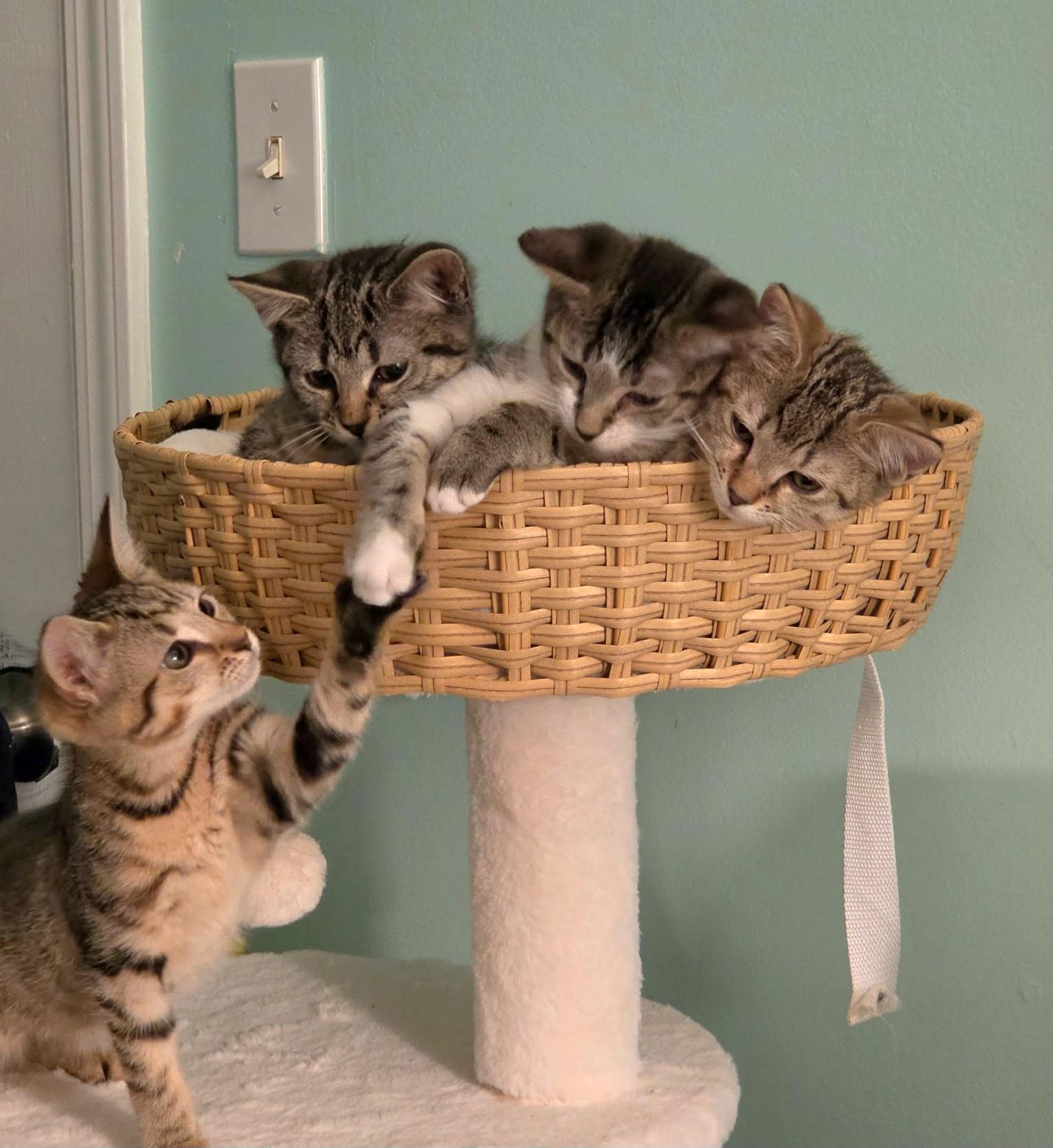 Enlarge Missy, a Adoptable Tabby in Granite Falls, NC image 3/6