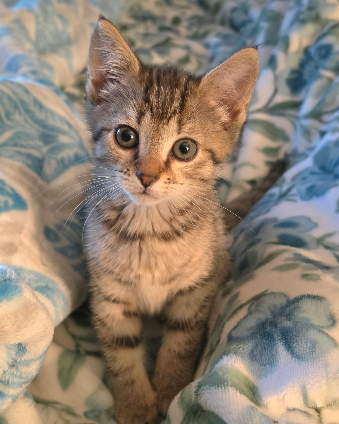 Enlarge Missy, a Adoptable Tabby in Granite Falls, NC image 2/6