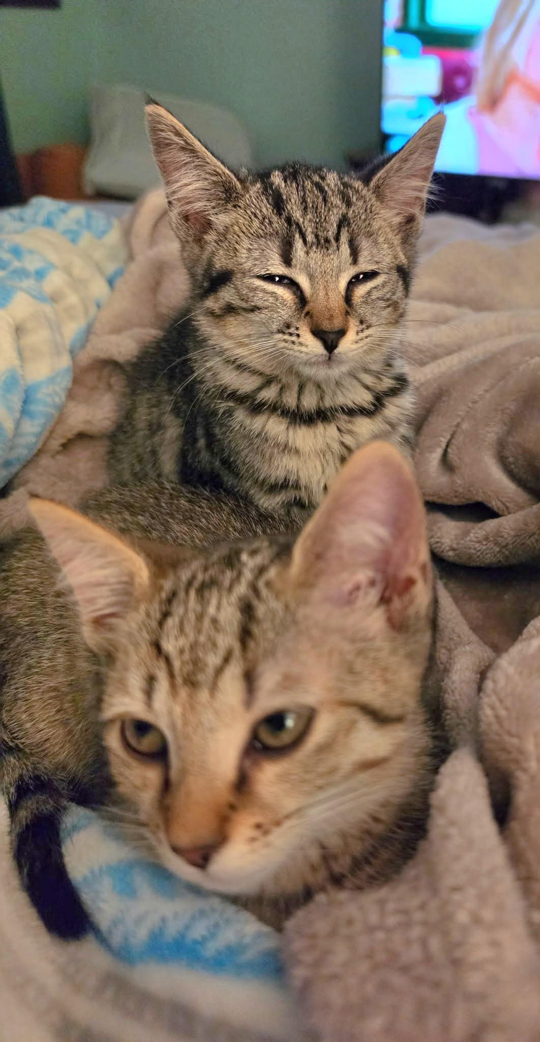Enlarge Missy, a Adoptable Tabby in Granite Falls, NC image 5/6