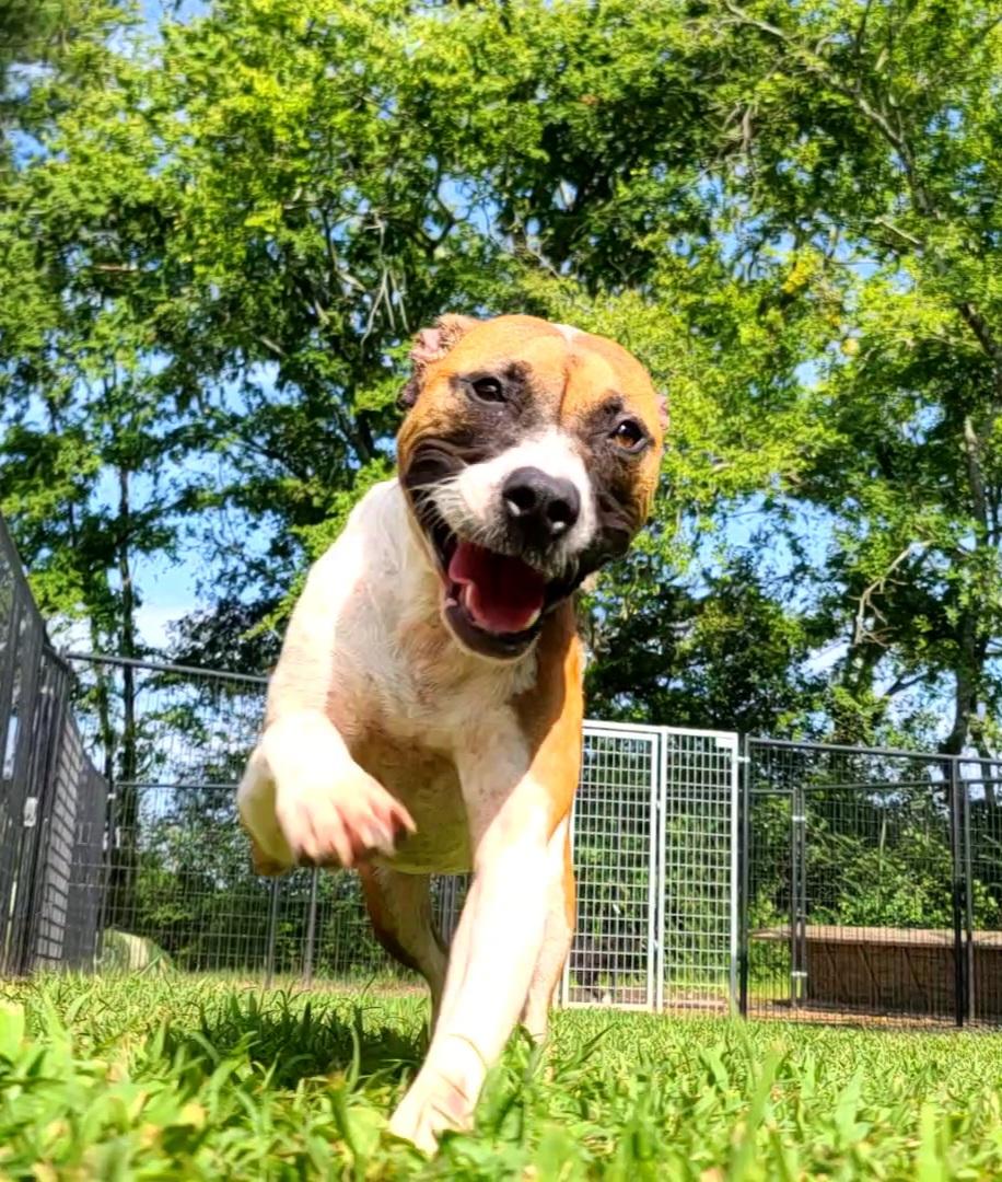 Lilly, Young Female Boxer