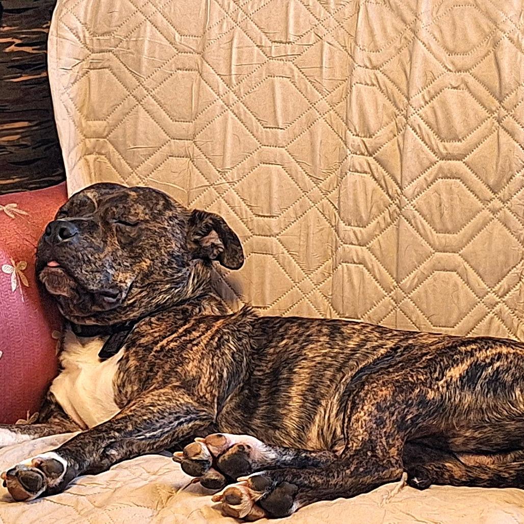 Tyrion — thumbnail 2