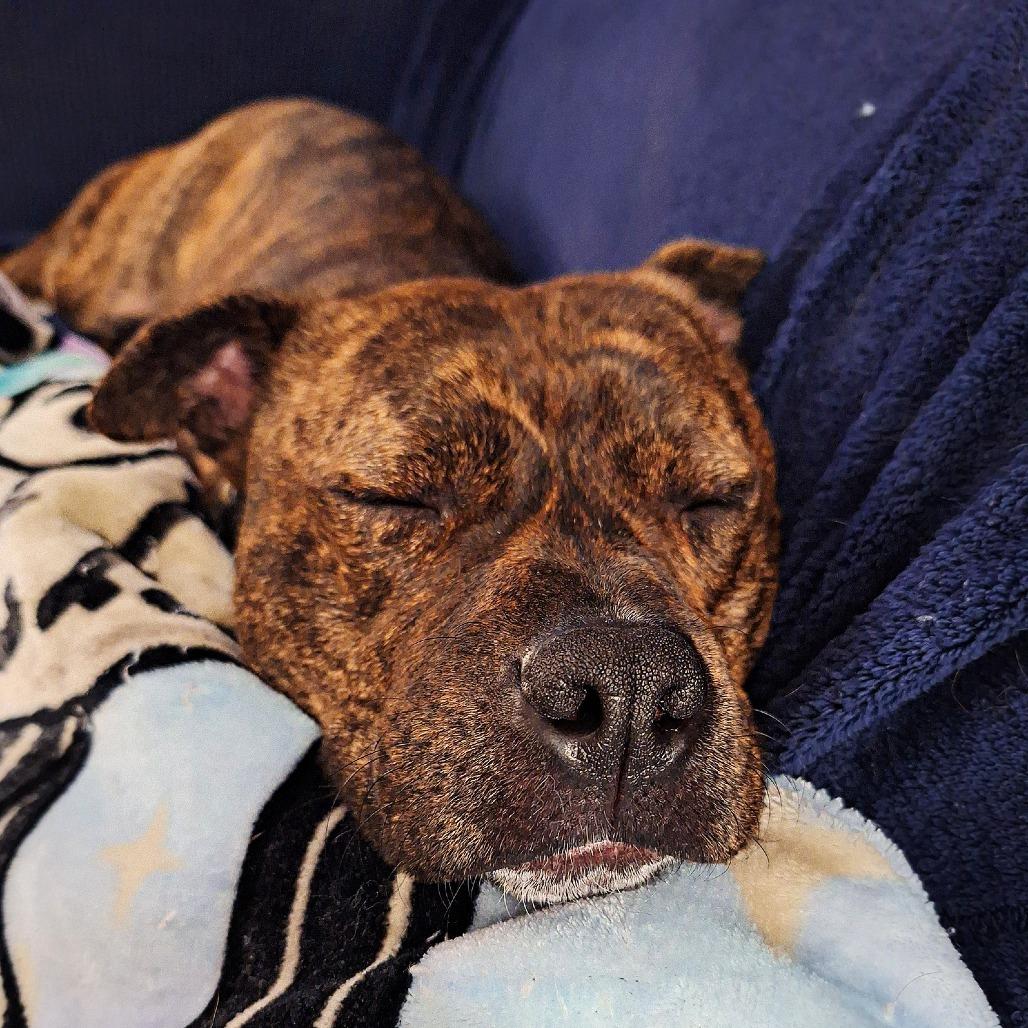 Tyrion — thumbnail 3