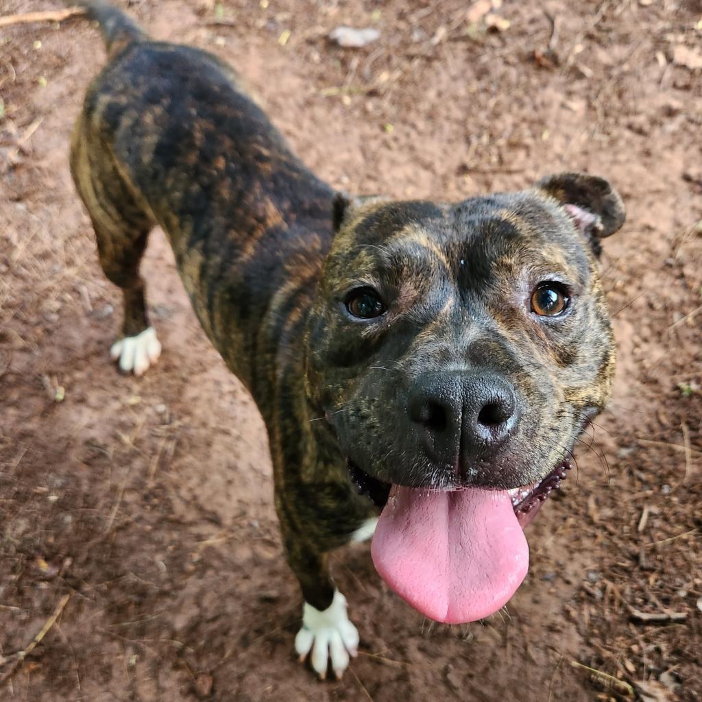 Tyrion — thumbnail 4