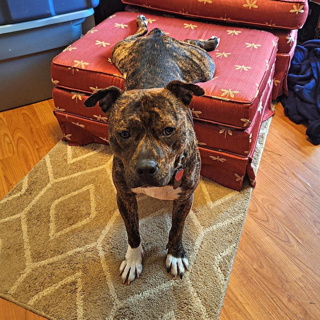 Tyrion — thumbnail 6