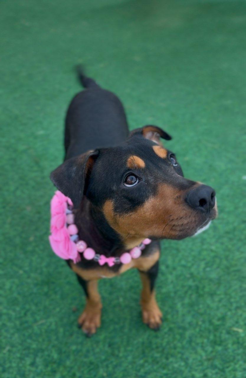 Mia, an adoptable Mountain Cur in SYRACUSE, KS, 67878 | Photo Image 6