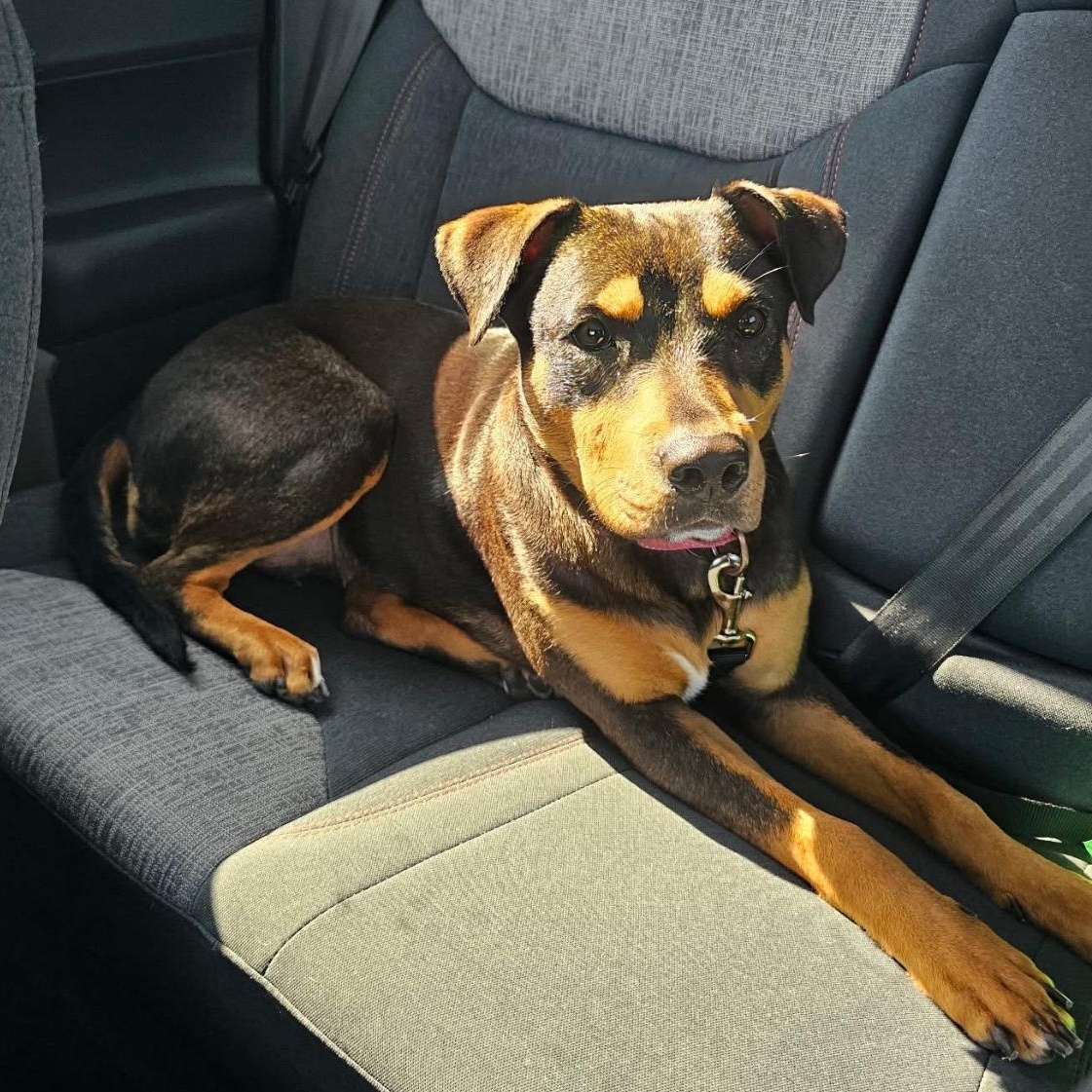 Mia, an adoptable Mountain Cur in SYRACUSE, KS, 67878 | Photo Image 1