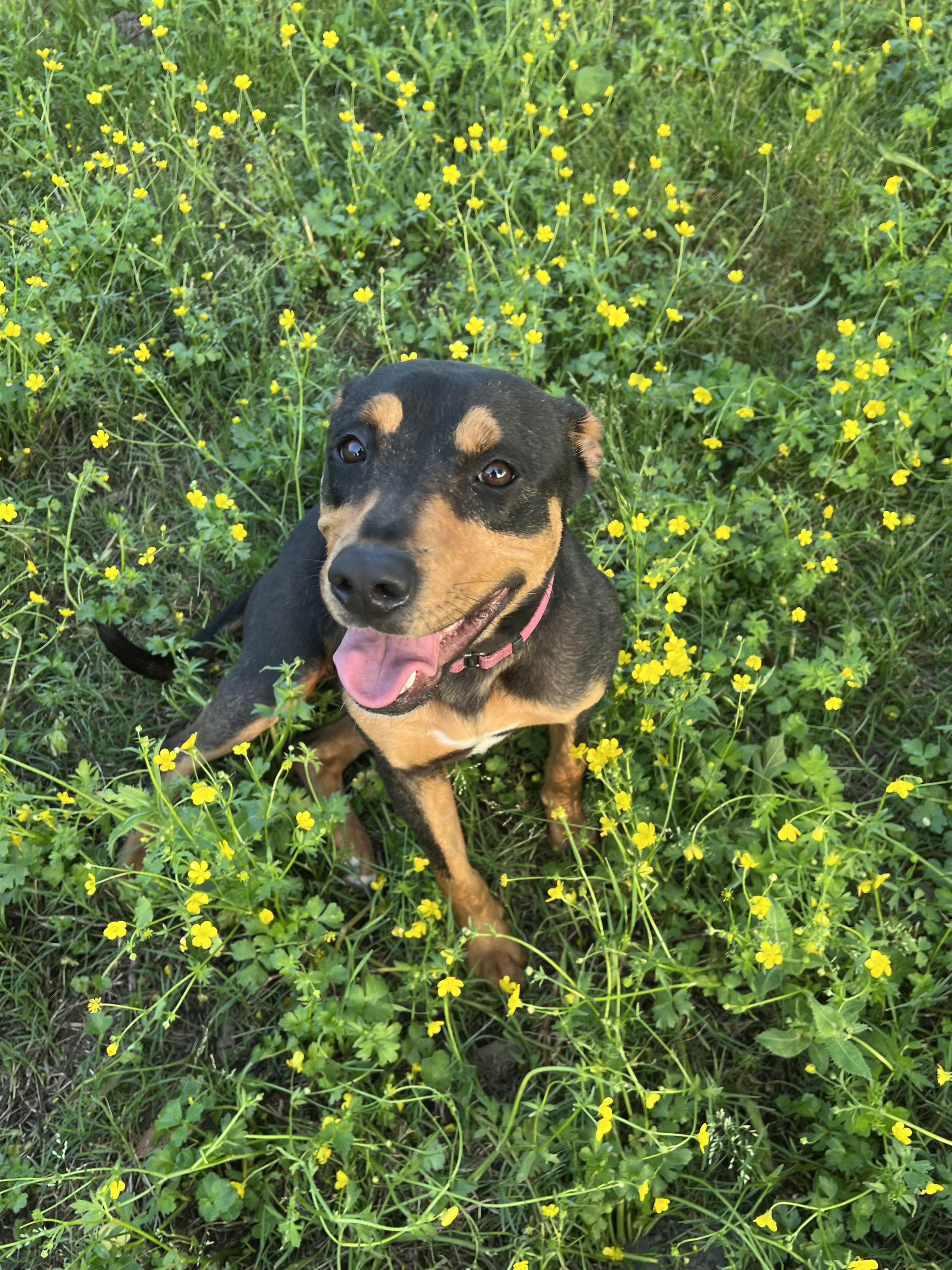 Mia, an adoptable Mountain Cur in SYRACUSE, KS, 67878 | Photo Image 4