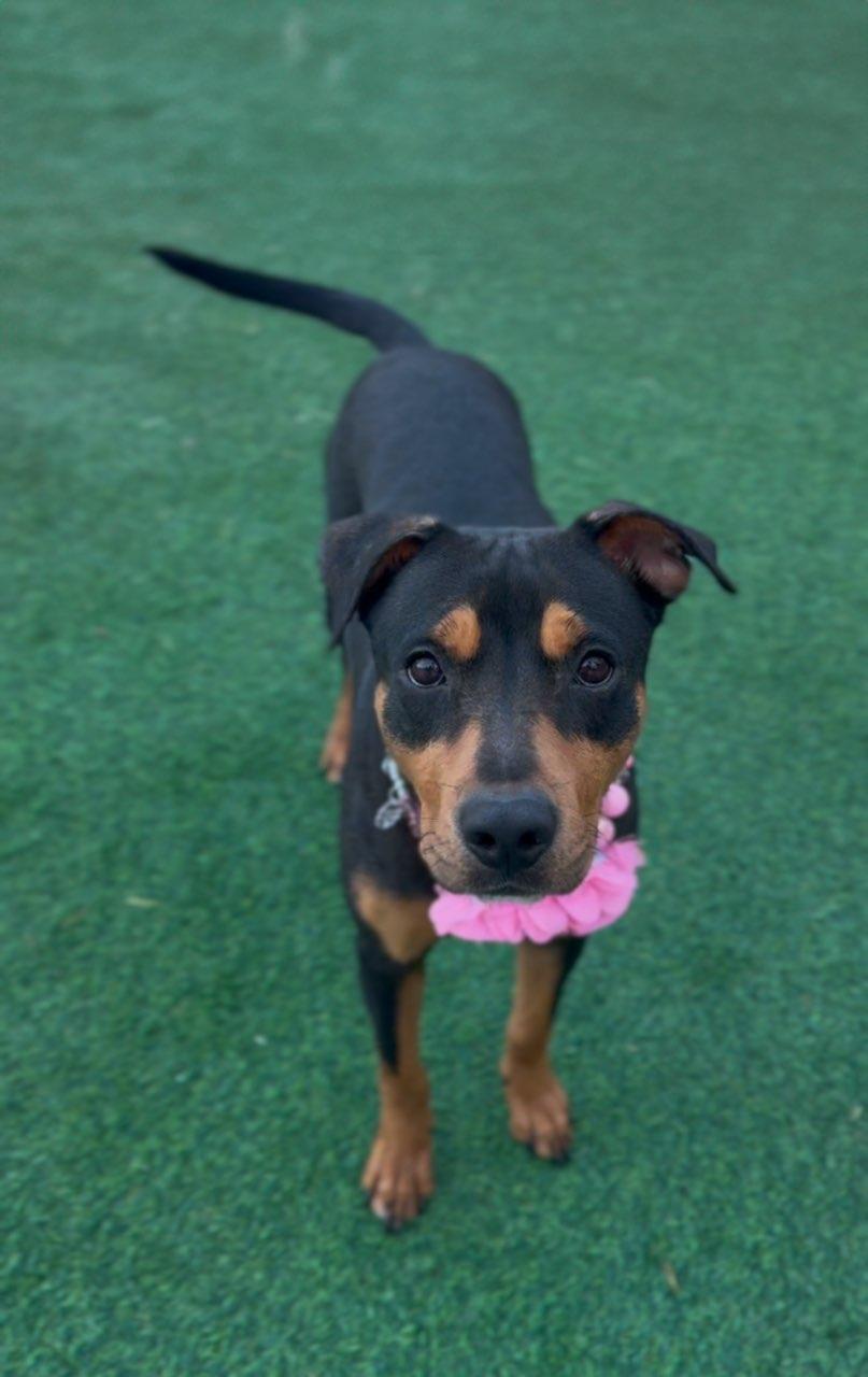 Mia, an adoptable Mountain Cur in SYRACUSE, KS, 67878 | Photo Image 3